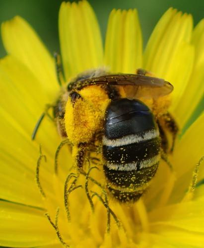 Andrena flavipes